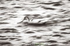 Avocette-elegante_O7A1076