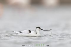 Avocette-elegante_O7A1378
