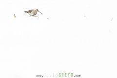 Barge-a-queue-noire_O7A5749