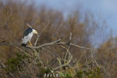 Bihoreau gris ; Black-crowned Night Heron