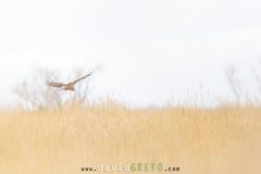 Busard des roseaux ; Western Marsh Harrier