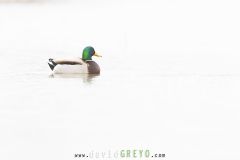 Canard-colvert_O7A5153