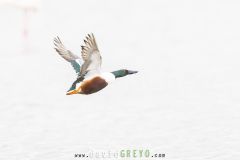 Canard-souchet_O7A1036