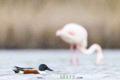 Canard-souchet_O7A2154