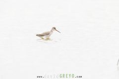 Chier gambette ; Common Redshank
