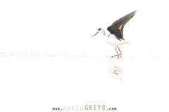 Echasse-blanche_O7A0121