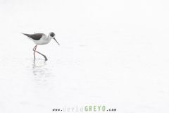 Echasse-blanche_O7A0179