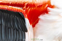Flamant rose ; Greater Flamingo