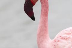 Flamant-nain_O7A5928