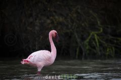 Flamant-nain_O7A5977