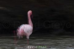 Flamant-nain_O7A5984