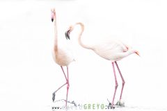 Flamant-rose_O7A0133