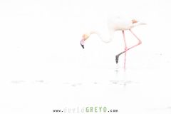 Flamant-rose_O7A0142