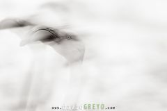 Flamant-rose_O7A0287