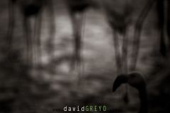 Flamant-rose_O7A0349