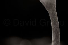 Flamant-rose_O7A0377