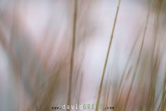 Flamant-rose_O7A0479