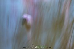 Flamant-rose_O7A0483