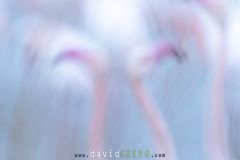 Flamant-rose_O7A0487