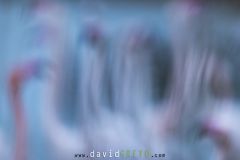 Flamant-rose_O7A0501