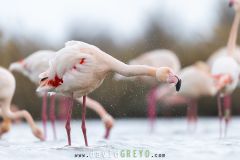 Flamant-rose_O7A0675