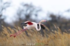 Flamant-rose_O7A0704