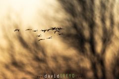 Flamant rose ; Greater Flamingo