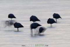 Flamant rose ; Greater Flamingo