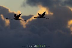 Flamant rose ; Greater Flamingo