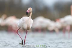 Flamant-rose_O7A1191