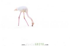 Flamant rose ; Greater Flamingo