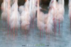 Flamant rose ; Greater Flamingo