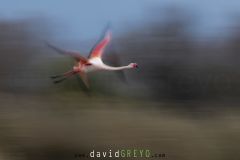 Flamant rose ; Greater Flamingo