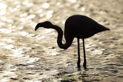 Flamant-rose_O7A2196