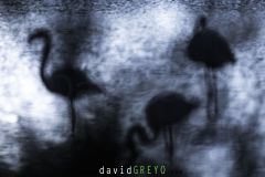 Flamant-rose_O7A2242