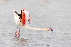 Flamant-rose_O7A2253