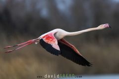 Flamant-rose_O7A2301