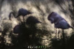 Flamant-rose_O7A2308