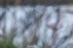 Flamant-rose_O7A2328