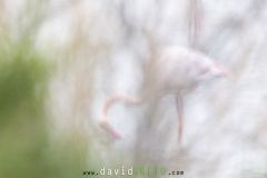 Flamant-rose_O7A2335