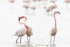 Flamant-rose_O7A2394