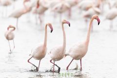 Flamant-rose_O7A2406