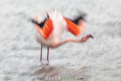 Flamant-rose_O7A2446