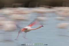 Flamant-rose_O7A2562