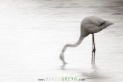 Flamant-rose_O7A2860