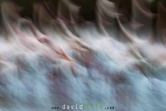 Flamant rose ; Greater Flamingo