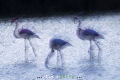 Flamant-rose_O7A2912