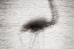 Flamant-rose_O7A2923