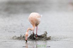 Flamant rose ; Greater Flamingo