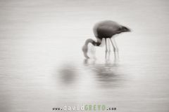 Flamant-rose_O7A2946